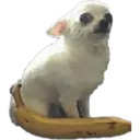 Chihuahuas random 6