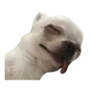 Chihuahuas random 7