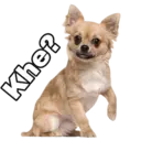 Chihuahuas random 8