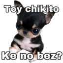 Chihuahuas random 9