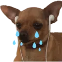 MEMES COM ANIMAIS FOFOS 3