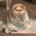 MEMES COM ANIMAIS FOFOS 9