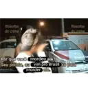 NAJA MILITANTE 2