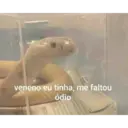 NAJA MILITANTE 8