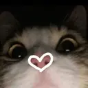 Gatitos 19
