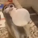 स्टिकर