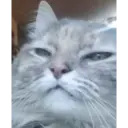 Gata 2