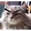 Gata 13