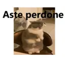 Gatitos Stikers 2