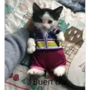 Gatitos Stikers 11