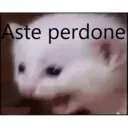Gatitos Stikers 8