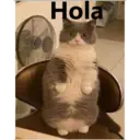 Gatitos Stikers 1