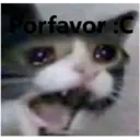 Gatitos Stikers 5