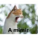 Gatitos Stikers 10