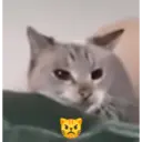 Animales Graciosos 5.0 1