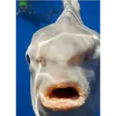 Animales Graciosos 5.0 2