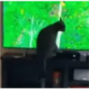 Animales Graciosos 5.0 3