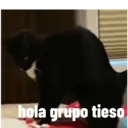 Animales Graciosos 5.0 4