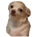 Chihuahuas random 10
