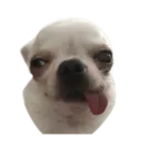 Chihuahuas random 11