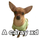 Chihuahuas random 12