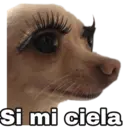 Chihuahuas random 13