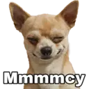 Chihuahuas random 15