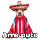 Chihuahuas random 16