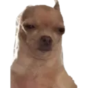 Chihuahuas random 17