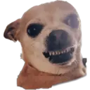 Chihuahuas random 18