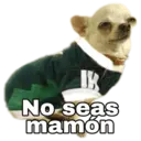 Chihuahuas random 19