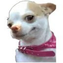 Chihuahuas random 20