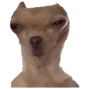 Chihuahuas random 21