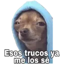 Chihuahuas random 22