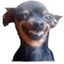 Chihuahuas random 23