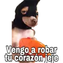 Chihuahuas random 24