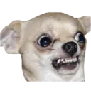 Chihuahuas random 26