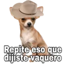 Chihuahuas random 27