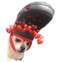 Chihuahuas random 28
