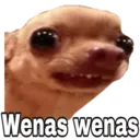 Chihuahuas random 29