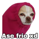 Chihuahuas random 30