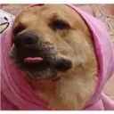 Pets 10