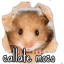 callate moco