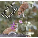 para ti una
florecita