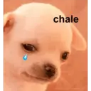 chale
MEMES DEL PERRITD