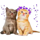 Cute Cats 2 15