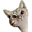Cute Cats 2 28