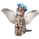 Cute Cats 2 27