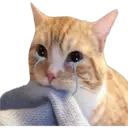 Cute Cats 2 10