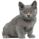 Cute Cats 2 26